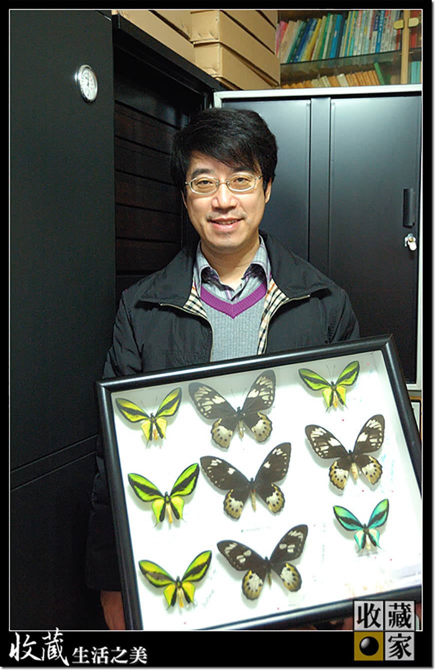 王醫生的蝴蝶標本收藏櫃